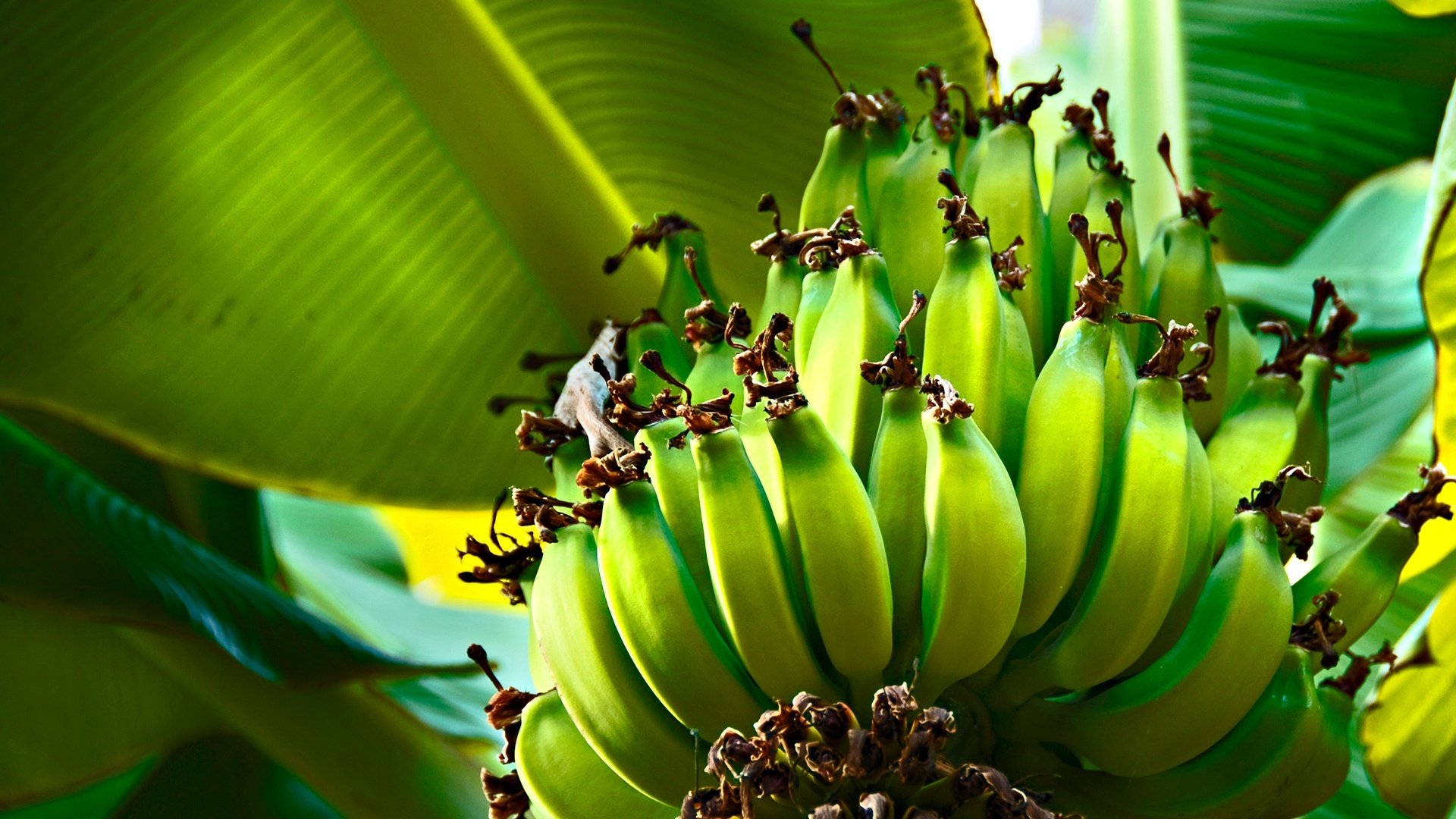 vert bananes arbre feuilles