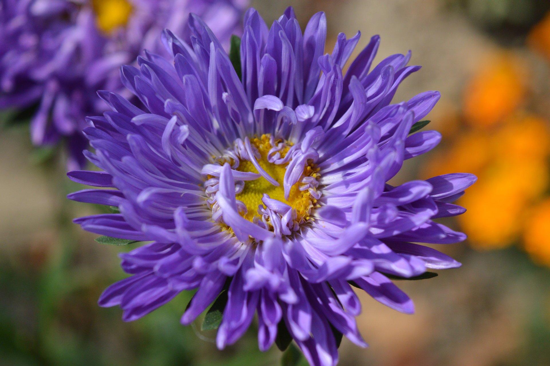 aster aistra kvitka flower