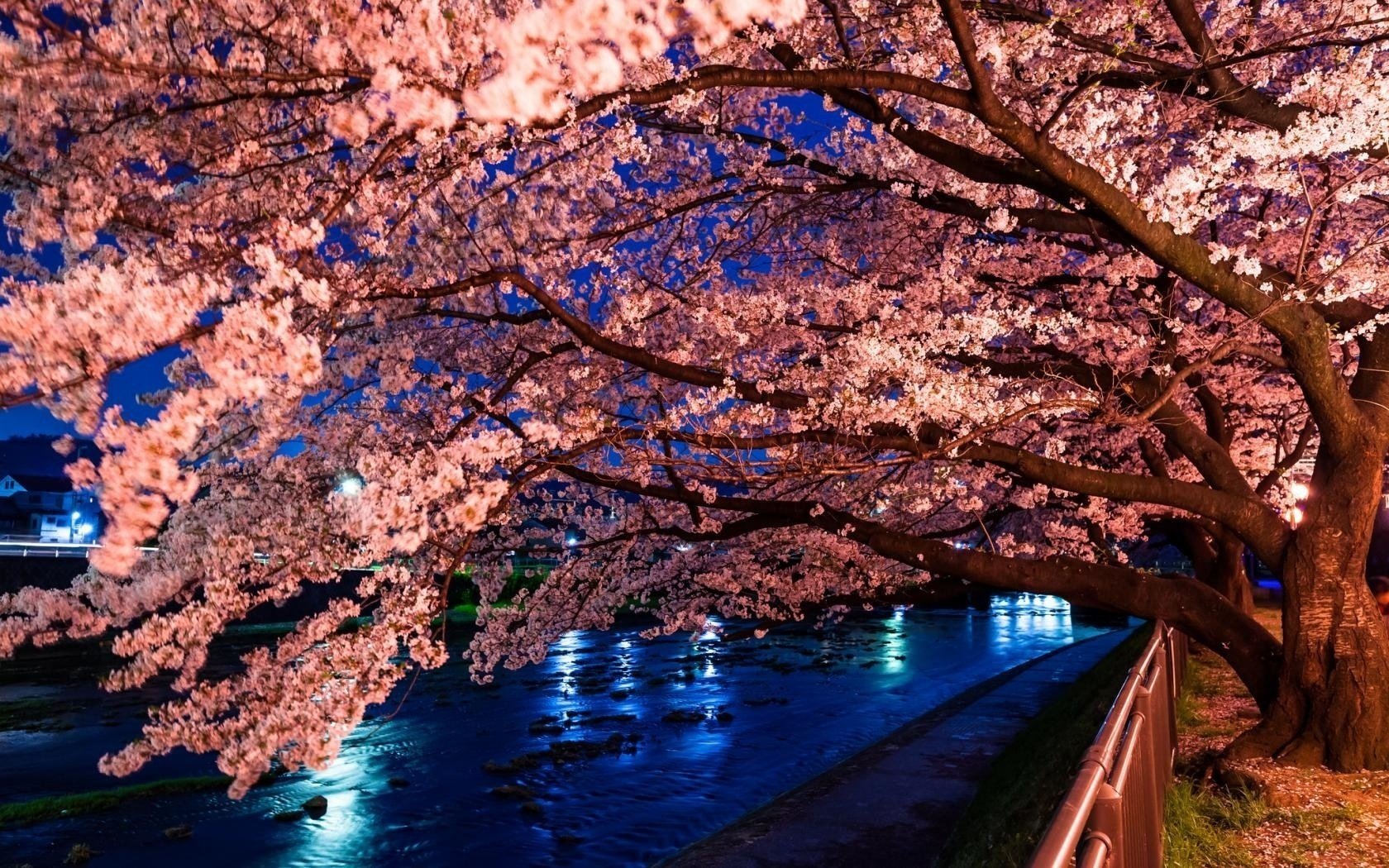 cherry blossoms tree sakura