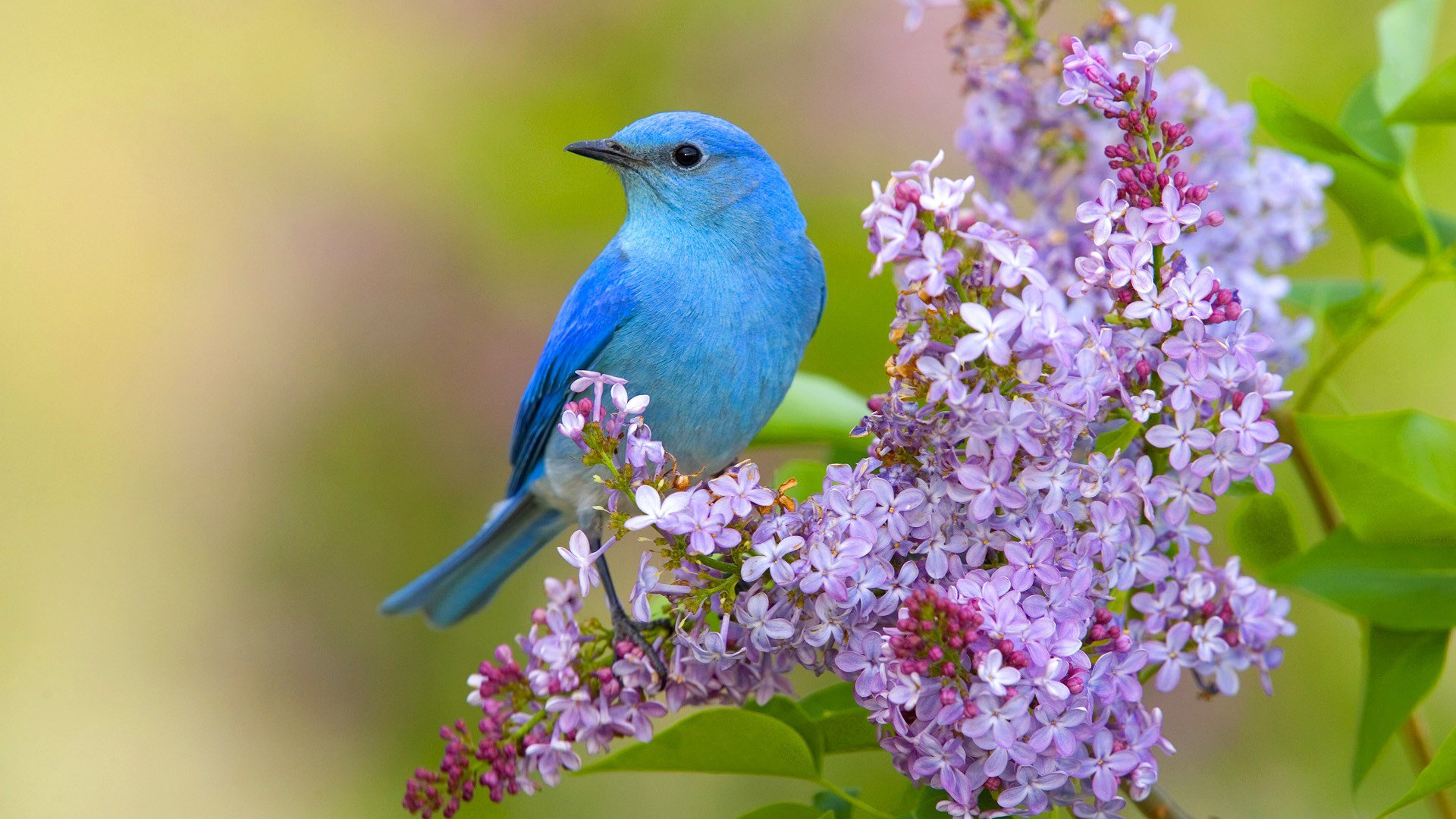 flowers bird spring lilac