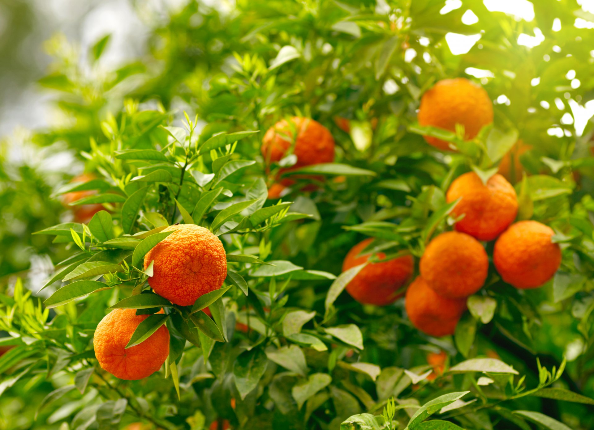 naranjas frutas hojas