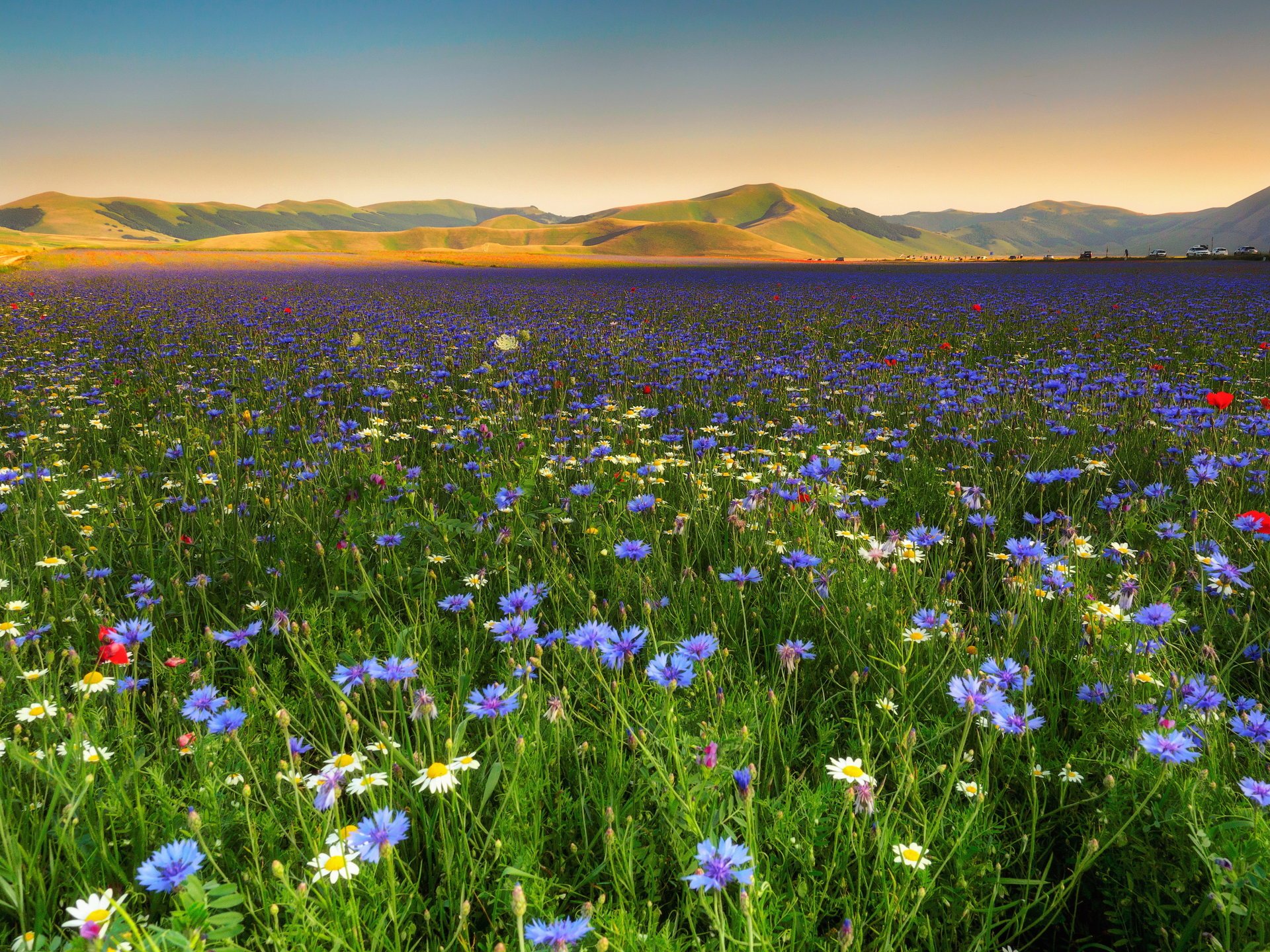 landscape field flowers cornflowers chamomile nature