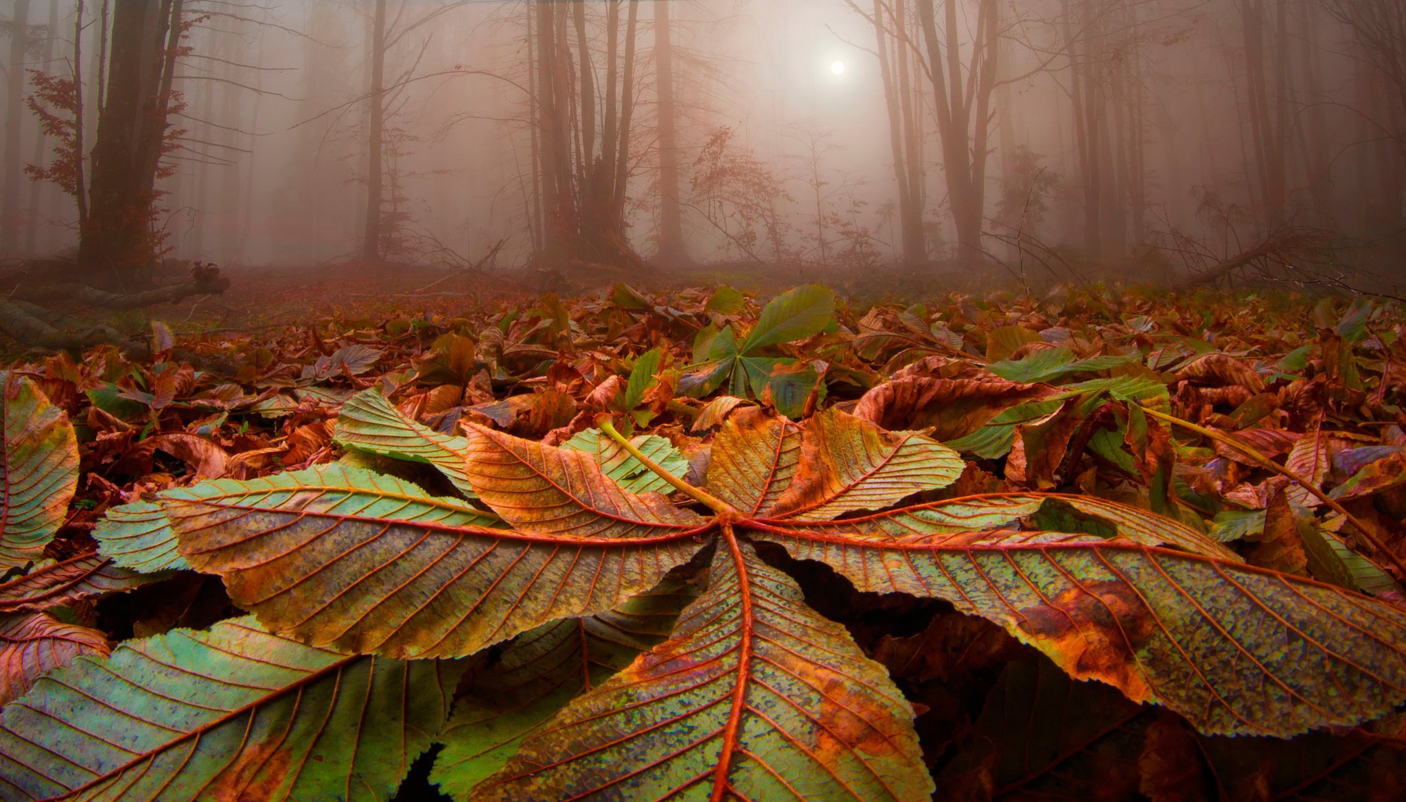 herbst blätter bäume nebel wald