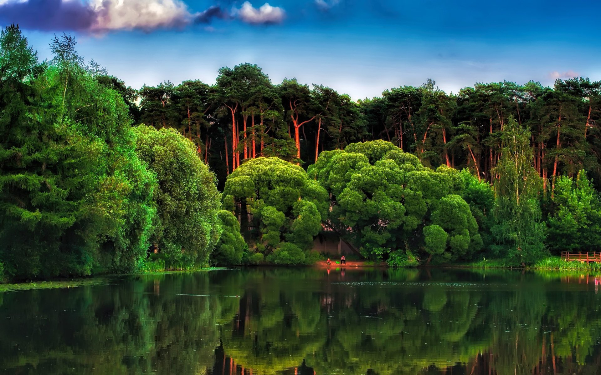 pini lago alberi natura