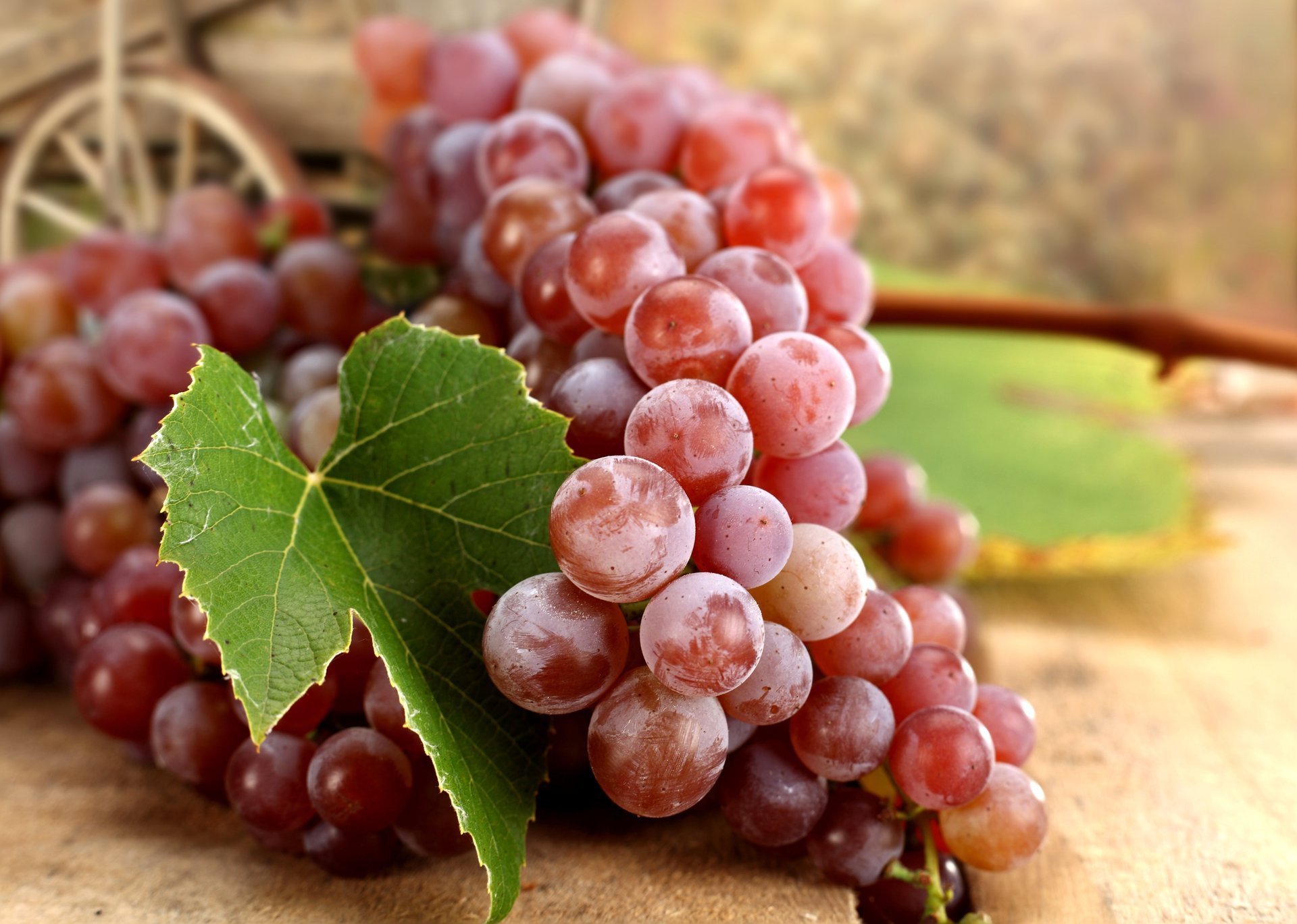 trauben rot bündel beeren blatt herbst