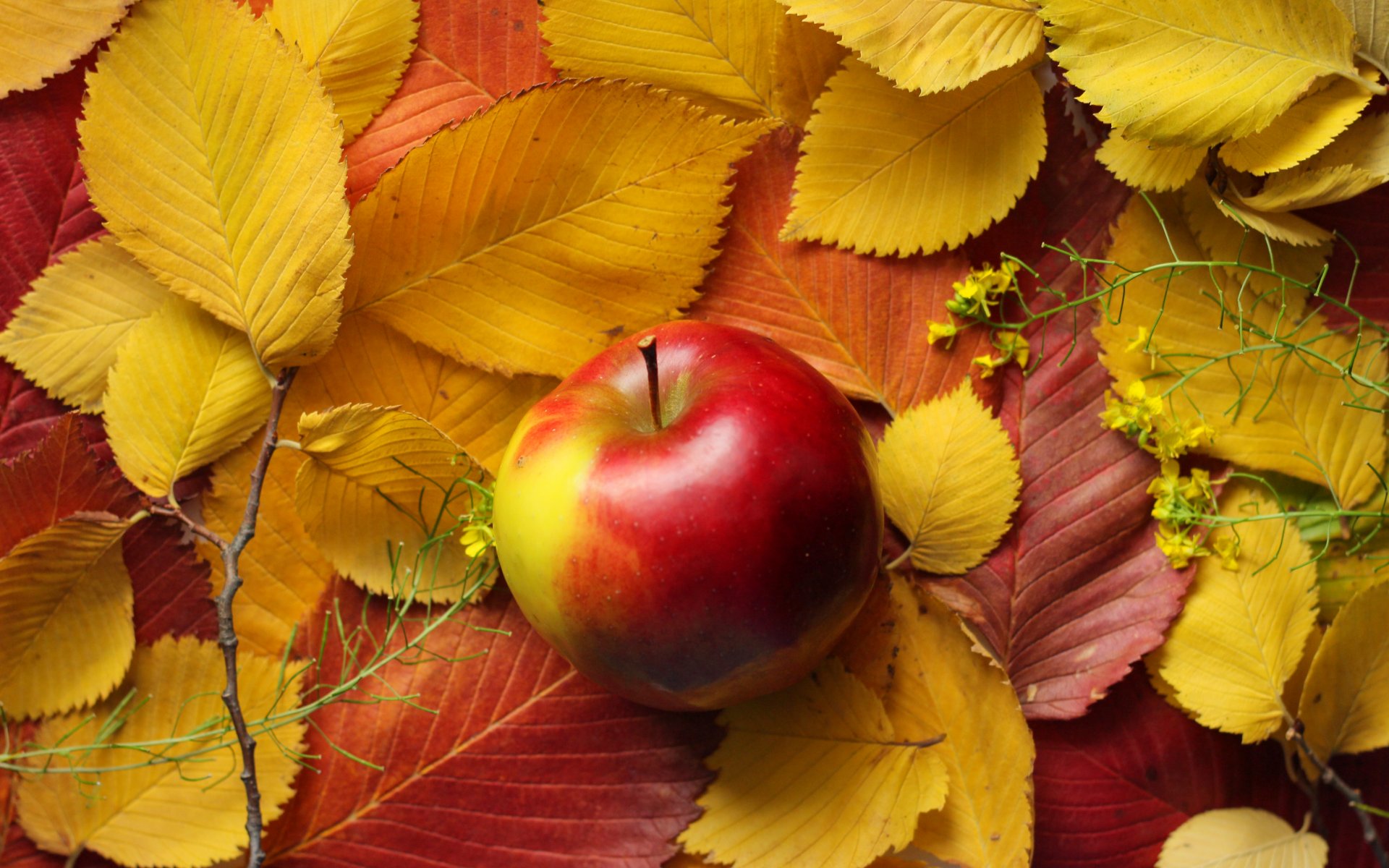 foglie mela autunno