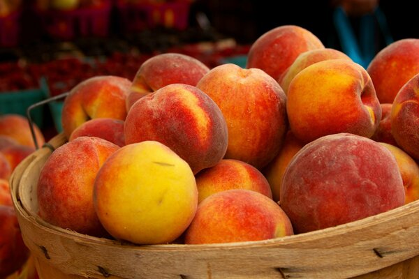 A full basket of ripe peaches