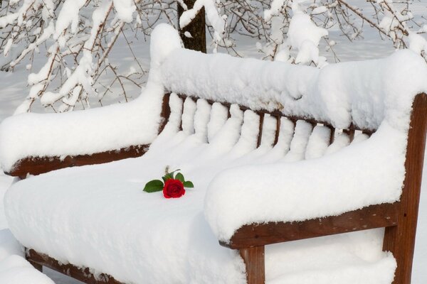 Rote Rose auf einer schneebedeckten Bank