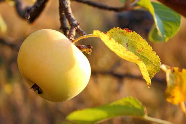 Escala de manzana de colores de otoño