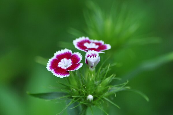 Composition d été de clous de girofle rouge et blanc