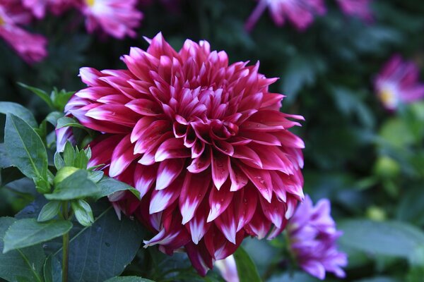 Dahlia rouge vif gros plan