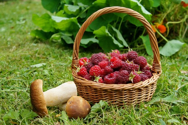 Лесная корзинка с ягодами и грибами