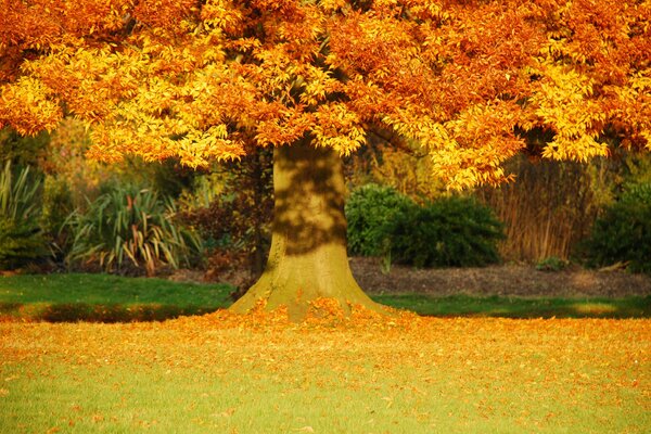 Autumn landscape with golden tree