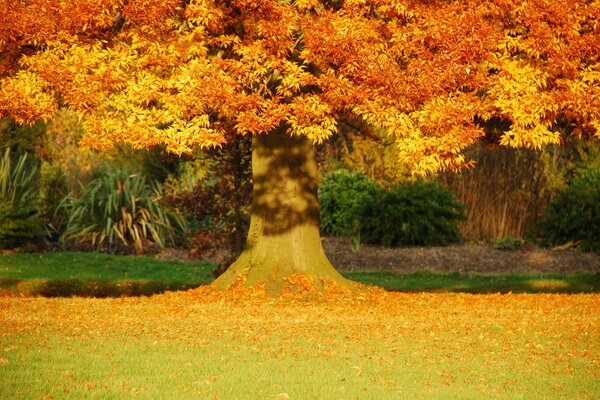 Осенний пейзаж с золотым деревом