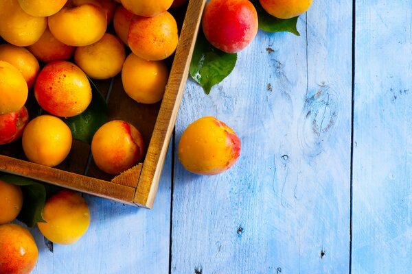 Pano of juicy apricots in a box on a blue background