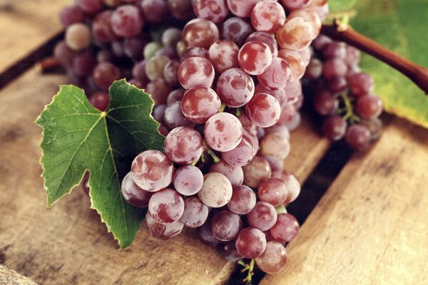 Grappolo di uva rossa matura con foglia