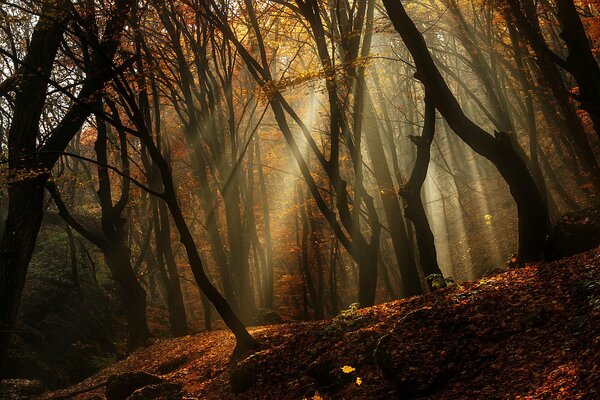 El bosque se despierta. Amanecer de otoño