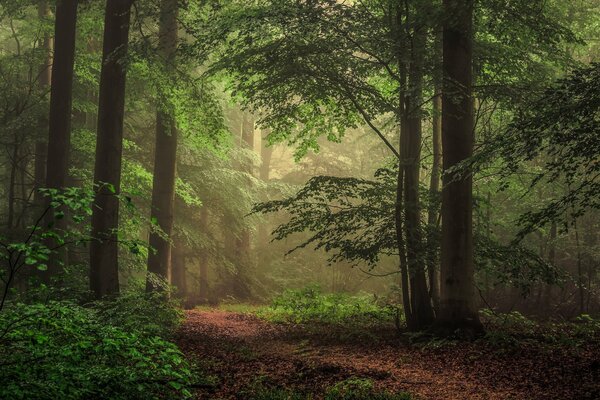 Forêt du matin avec la lumière du soleil