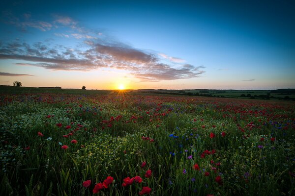 Coucher de soleil sur fond de champ