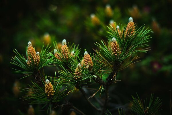 A lot of small cones on pine branches