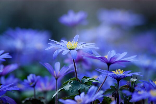 Petali di fiori blu su sfondo sfocato