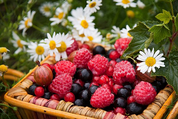 Composition of raspberries, gooseberries and currants in a basket with daisies