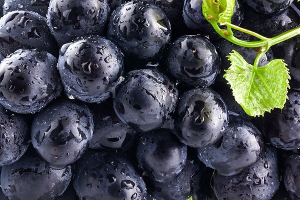 Raisins mûrs bleus après la pluie