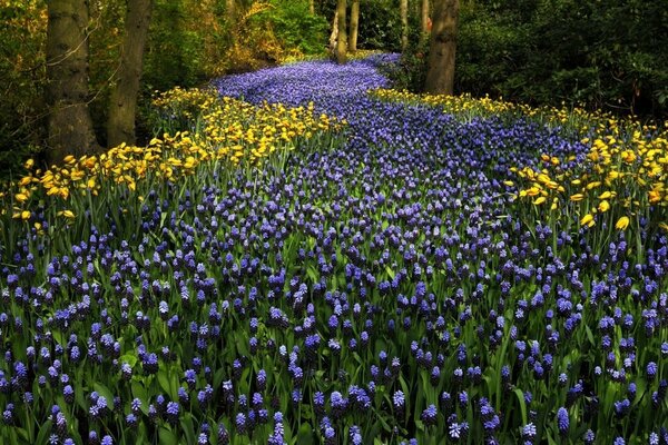 Champ parfumé de Tulipes violettes et jaunes