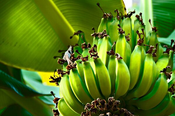 Baumblätter und grüne Bananen