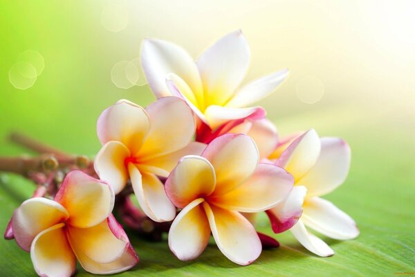 Delicate multicolored jasmine on the table