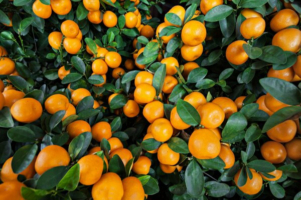 Ambiance orange dans le feuillage