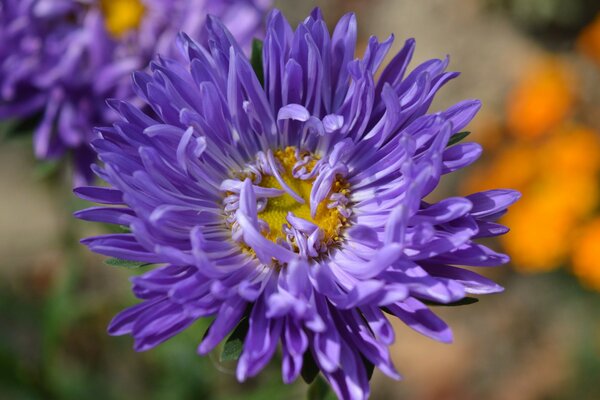 Fleur d Aster violet sur un parterre de fleurs