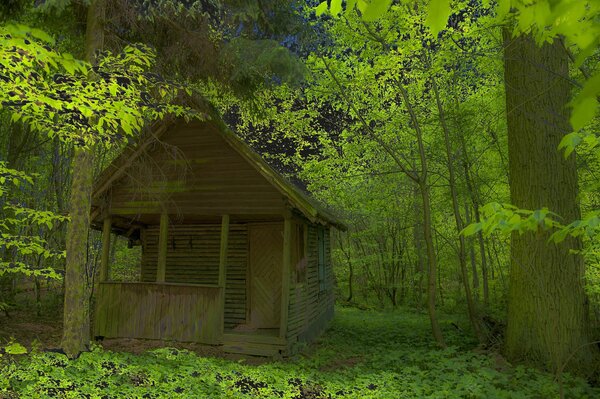 Hunter s house in the thickets of the forest