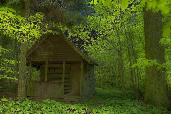 Domek myśliwego w zaroślach lasu