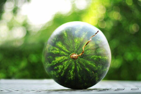 Ripe juicy watermelon on a background of greenery