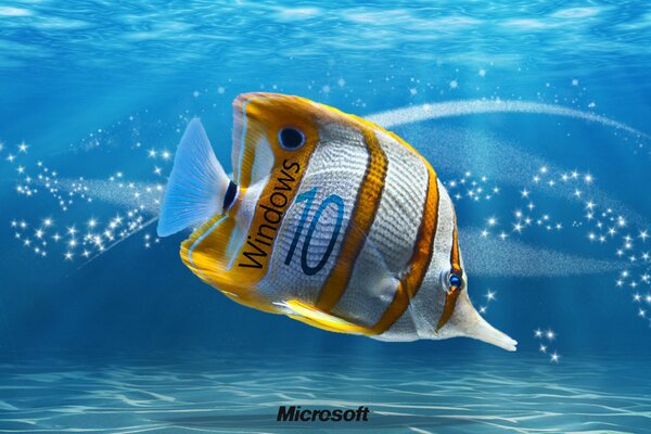 Ocean, ryby. Tapety na Windows 10
