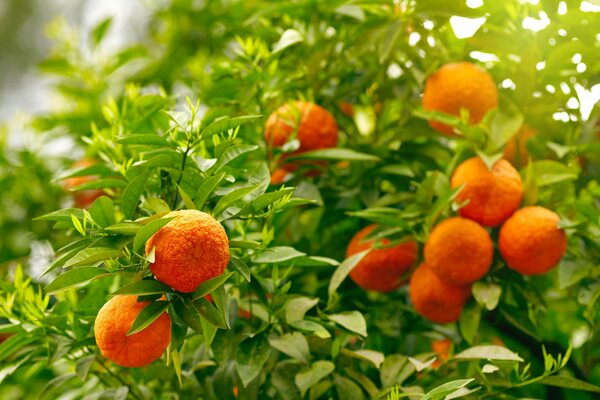Kiście pomarańczy na drzewie pomarańczowym