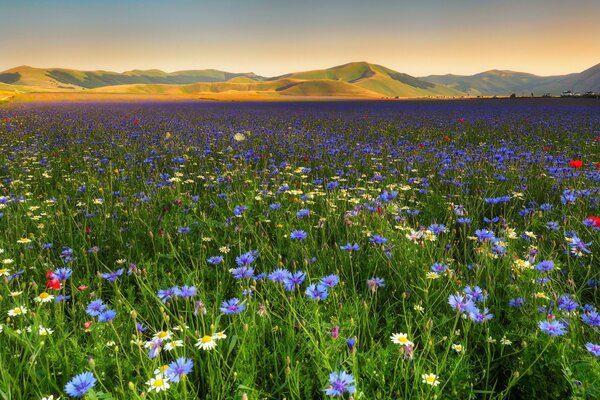 Landschaft mit Bergen und Blumenfeld