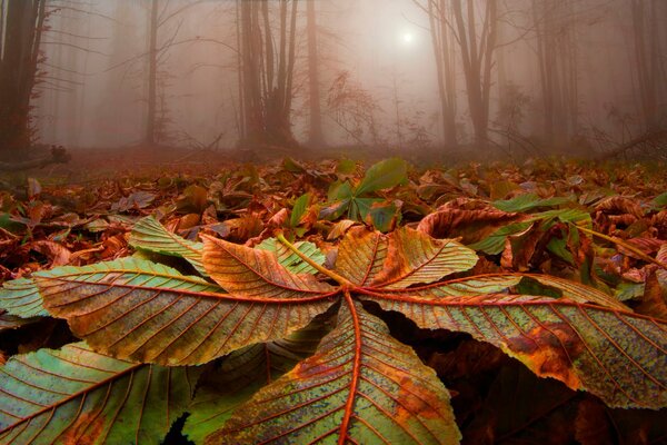 Bosque de niebla. Los árboles arrojaron sus hojas