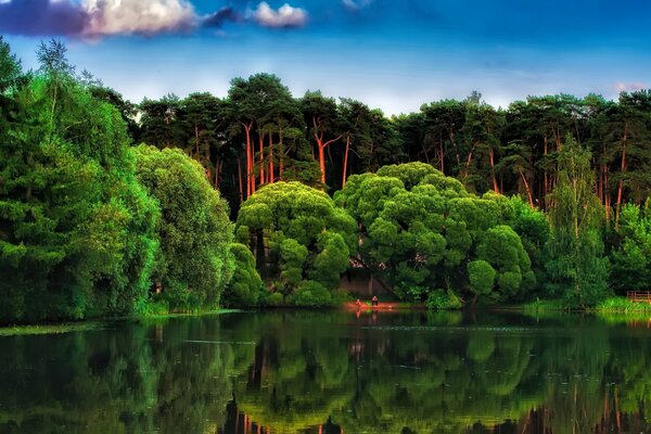 Incredibly green forest near the sea