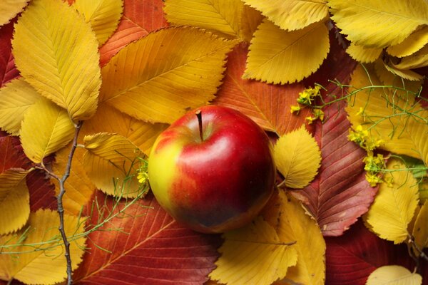 Красное яблоко лежит на листьях