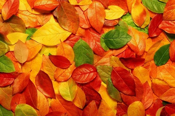 Hojas de otoño coloridas y brillantes