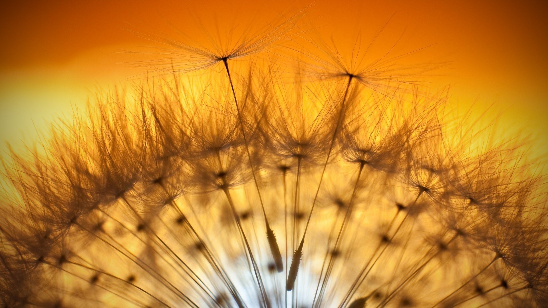 löwenzahn sonne gelb sonnenuntergang fliegen pflanze