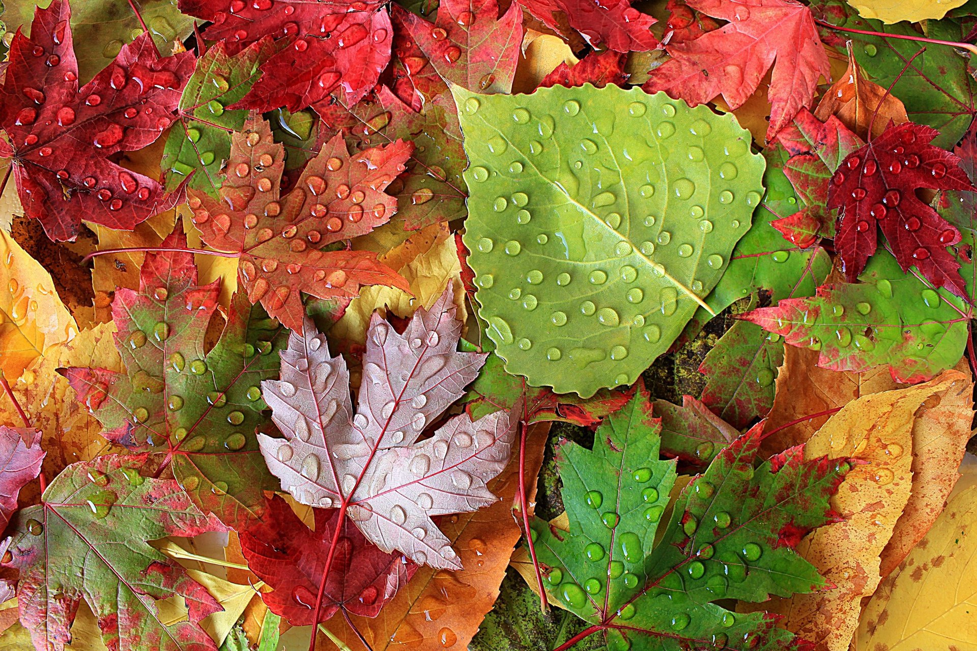 autumn leaves fallen leaves drops after the rain macro