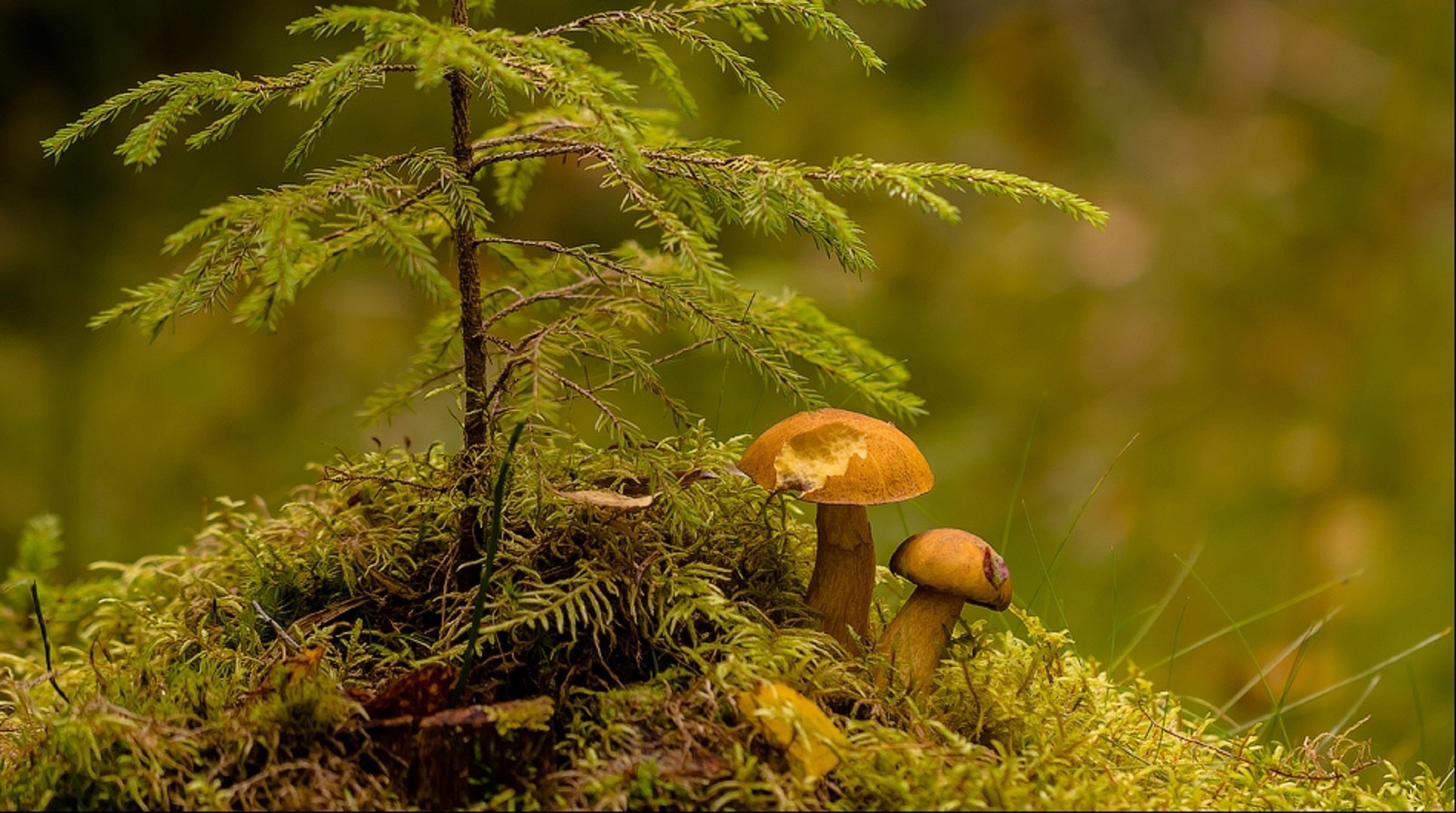 sur un tubercule arbre de noël champignons gros plan