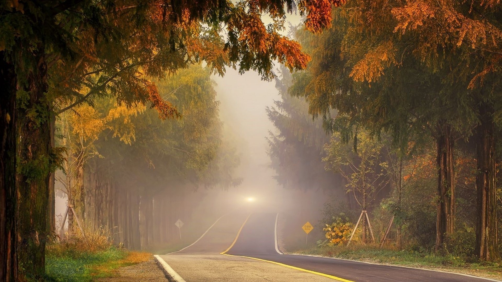 autunno strada nebbia luce