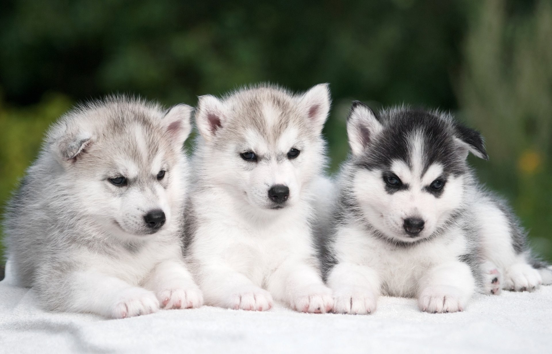 husky positivo trío