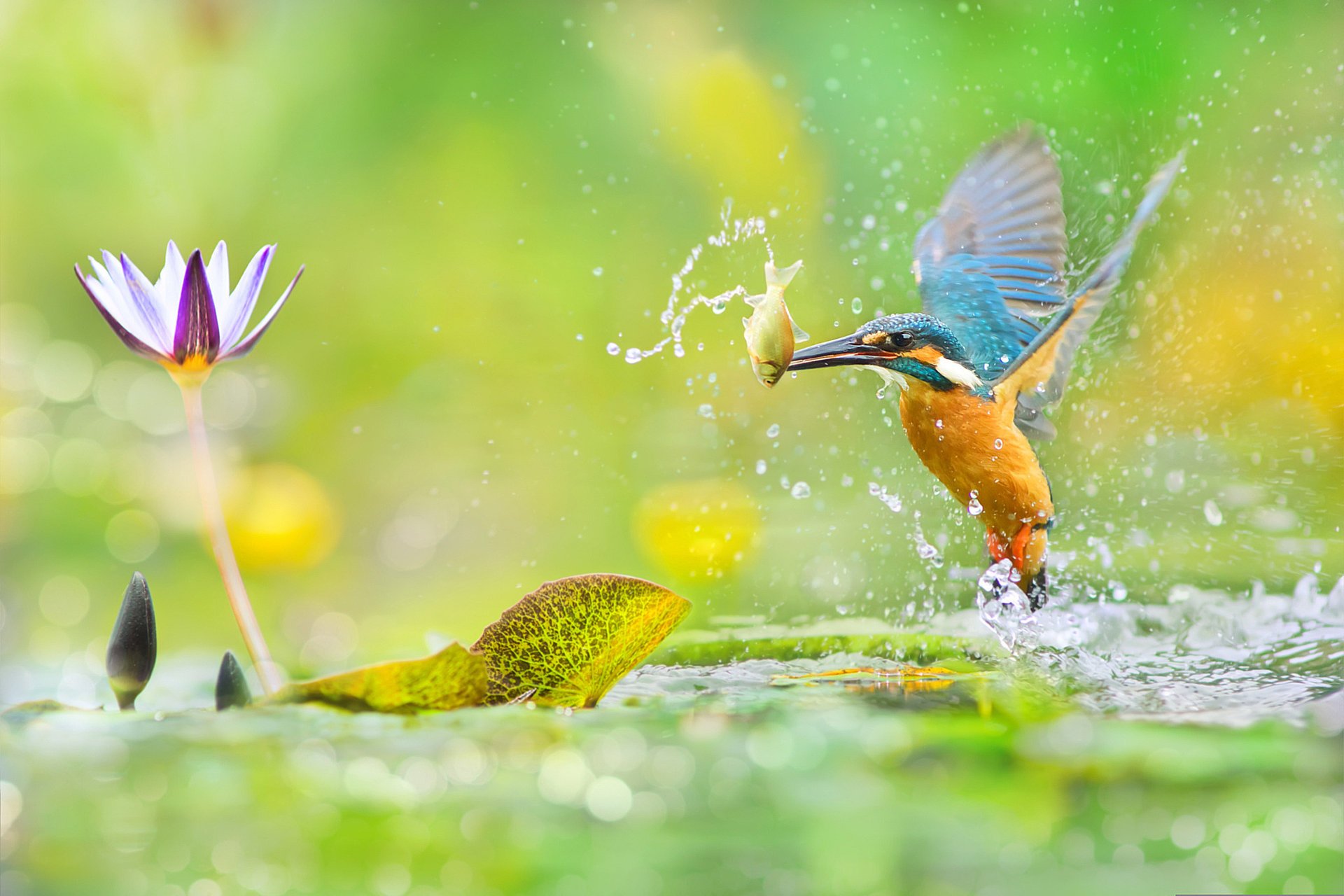 oiseaux du monde oiseau fuyi chen taiwan martin-pêcheur photographe étang lotus poisson éclaboussures