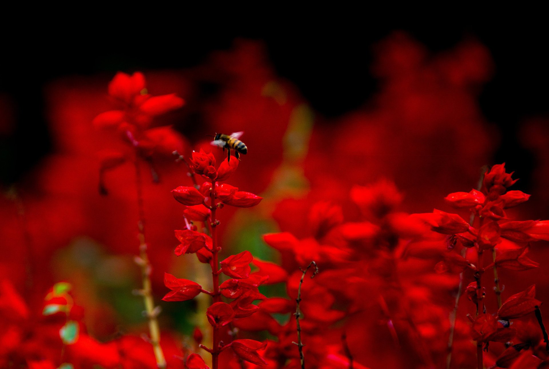 abeja insecto rojo macro