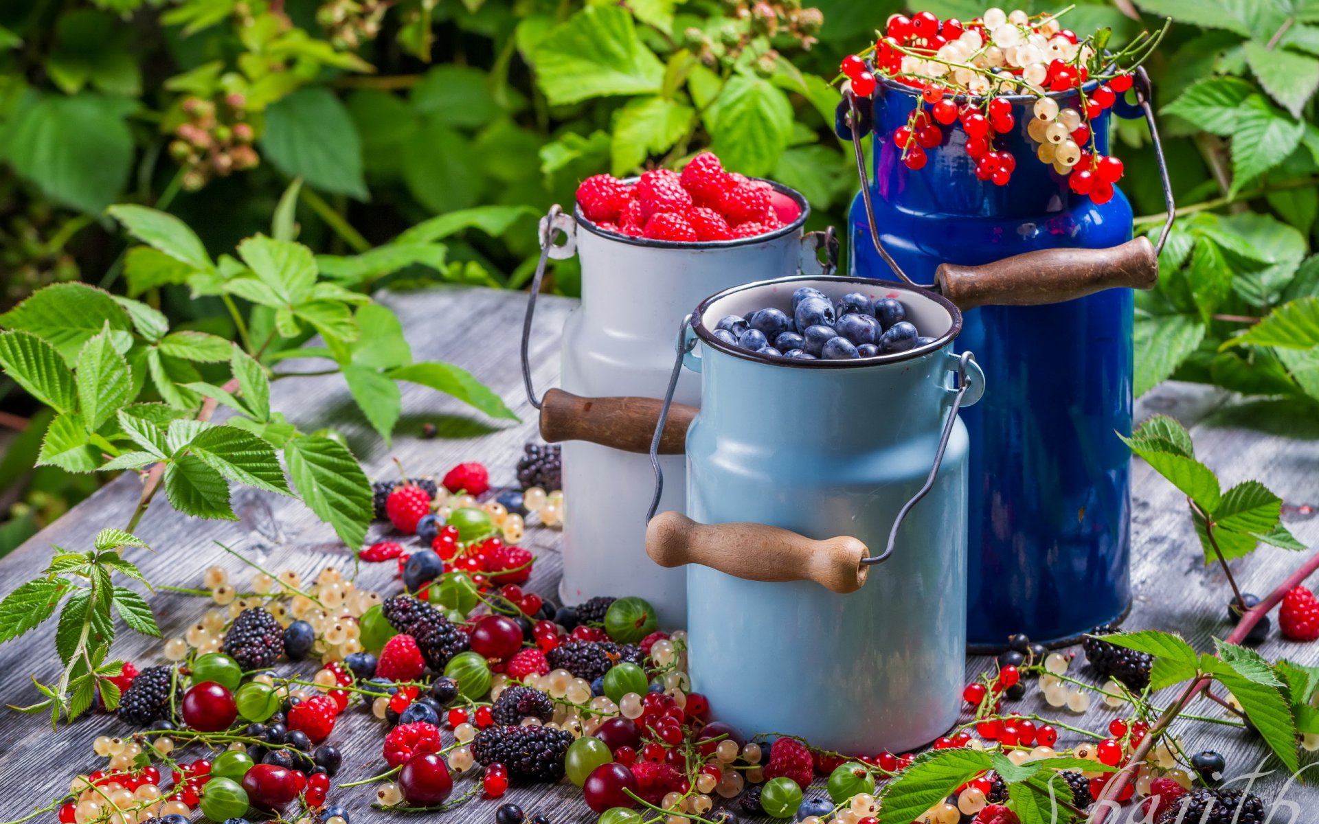 collection of wild berries berries summer food